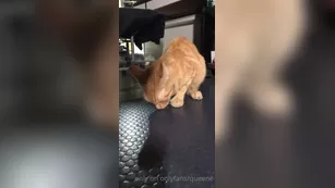 queene 5 cat snack шоу чат реальный порно реальный секс