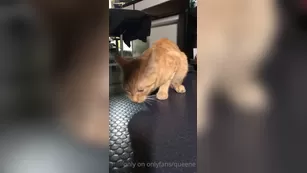 queene 5 cat snack шоу чат реальный порно реальный секс