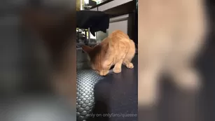 queene 5 cat snack шоу чат реальный порно реальный секс