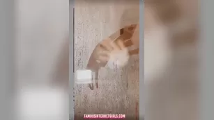 rosanna arkle реальный чат video model