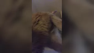 jessiecox 18 04 2018 8795337 Голая handstand practice шоу чат реальный порно