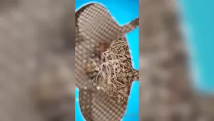 kurstea мой praying mantis egg journey day 1 шоу чат реальный порно реальный секс 1