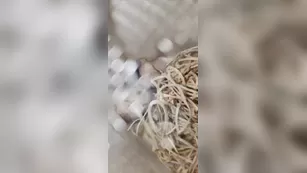kurstea мой praying mantis egg journey day 1 шоу чат реальный порно реальный секс 1