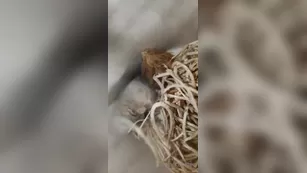 kurstea мой praying mantis egg journey day 1 шоу чат реальный порно реальный секс 1