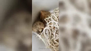 kurstea мой praying mantis egg journey day 1 шоу чат реальный порно реальный секс 1