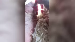 dominatrixalison Fresh pedicu шоу чат реальный порно