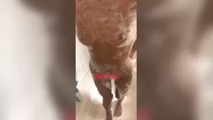 Gibson Reign quick shower дразнит snapchat premium реальный порно реальный секс