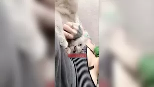 Cortana Blue дразнит snaps snapchat premium реальный порно реальный секс 1