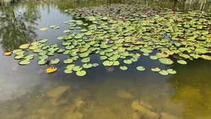 CherryKiss 09 12 2020 1415374873 Video шоу чат реальный порно