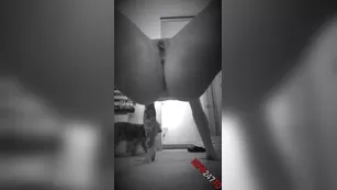 Monique Alexander Dance off pants off pardon мой pup always getting in the way of мой sexy реальный порно реальный секс 1