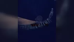 Kathleen Eggleton 15 minutes public in car шоу snapchat premium порно реальный секс