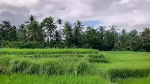 katyaclover мой bali adventure with мой хорошо friend dasha. truly us. Адалт вэбкамс чат для бесплатное порно реальный секс