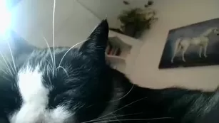 scartit Chaturbate Адалт вэбкамс webcam porno бесплатное girls