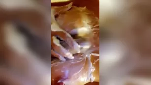 Allison Parker дилдо titsjob 2018/06/10 порно реальный секс